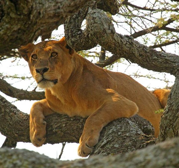 Lion in a tree looking for prey